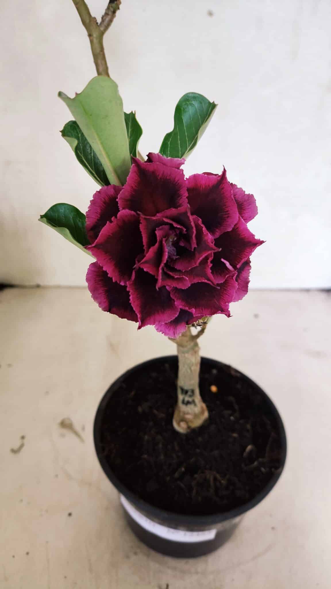 ENXERTO 12462 (5) ENXERTO 12462 – 25cm (cor LM 973) - Imagem 1