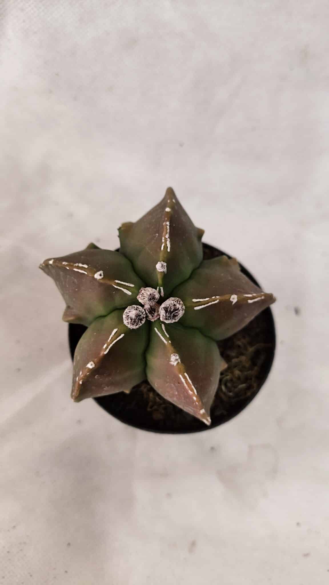 FUKURYU 1021 (4) ASTROPHYTUM MYRIOSTIGMA "FUKURYU"  Nº 1021 – vaso 09 - Imagem 1