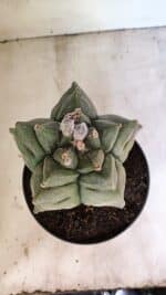 MATRIZ ASTROPHYTUM Myriostigma FUKURYU Nº 1082 – vaso 17 - Imagem 3