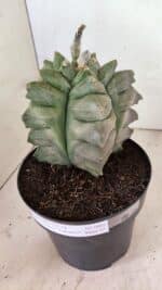 MATRIZ ASTROPHYTUM Myriostigma FUKURYU Nº 1082 – vaso 17 - Imagem 10