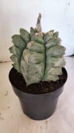 MATRIZ ASTROPHYTUM Myriostigma FUKURYU Nº 1082 – vaso 17 - Imagem 9