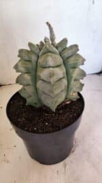 MATRIZ ASTROPHYTUM Myriostigma FUKURYU Nº 1082 – vaso 17 - Imagem 8