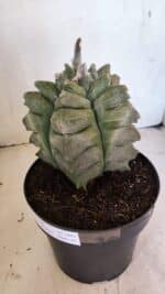 MATRIZ ASTROPHYTUM Myriostigma FUKURYU Nº 1082 – vaso 17 - Imagem 7