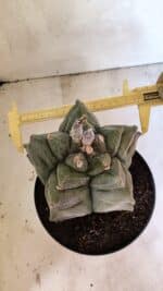 MATRIZ ASTROPHYTUM Myriostigma FUKURYU Nº 1082 – vaso 17 - Imagem 6