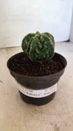 MATRIZ ASTROPHYTUM Myriostigma FUKURYU Nº 1083 – vaso 11 - Imagem 2