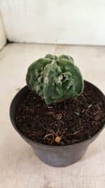 MATRIZ ASTROPHYTUM Myriostigma FUKURYU Nº 1083 – vaso 11 - Imagem 7
