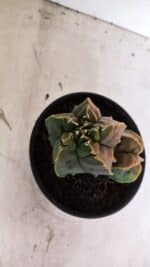 ASTROPHYTUM Myriostigma FUKURYU Nº 1081 – vaso 15 - Imagem 9