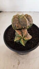 ASTROPHYTUM Myriostigma FUKURYU Nº 1081 – vaso 15 - Imagem 8