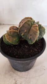 ASTROPHYTUM Myriostigma FUKURYU Nº 1081 – vaso 15 - Imagem 7