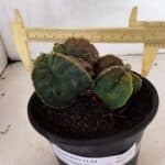 ASTROPHYTUM Myriostigma FUKURYU Nº 1081 – vaso 15
