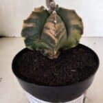 MATRIZ ASTROPHYTUM Myriostigma FUKURYU "VARIEGATA" Nº 1096 – vaso 15