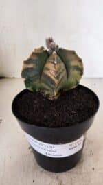 MATRIZ ASTROPHYTUM Myriostigma FUKURYU "VARIEGATA" Nº 1096 – vaso 15