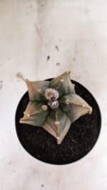 MATRIZ ASTROPHYTUM Myriostigma FUKURYU "VARIEGATA" Nº 1096 – vaso 15 - Imagem 10