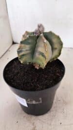 MATRIZ ASTROPHYTUM Myriostigma FUKURYU "VARIEGATA" Nº 1096 – vaso 15 - Imagem 9