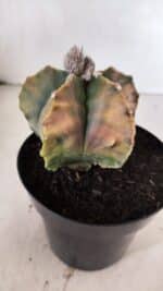 MATRIZ ASTROPHYTUM Myriostigma FUKURYU "VARIEGATA" Nº 1096 – vaso 15 - Imagem 7
