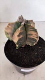 MATRIZ ASTROPHYTUM Myriostigma FUKURYU "VARIEGATA" Nº 1096 – vaso 15 - Imagem 6