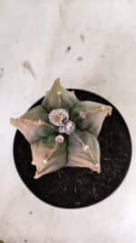 MATRIZ ASTROPHYTUM Myriostigma FUKURYU "VARIEGATA" Nº 1096 – vaso 15 - Imagem 3