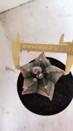 MATRIZ ASTROPHYTUM Myriostigma FUKURYU "VARIEGATA" Nº 1096 – vaso 15 - Imagem 4