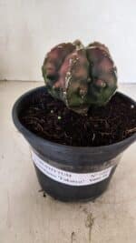 ASTROPHYTUM Myriostigma FUKURYU Nº 1080 – vaso 15 - Imagem 2