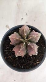 ASTROPHYTUM Myriostigma FUKURYU Nº 1080 – vaso 15 - Imagem 3