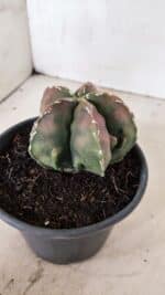 ASTROPHYTUM Myriostigma FUKURYU Nº 1080 – vaso 15 - Imagem 8