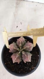 ASTROPHYTUM Myriostigma FUKURYU Nº 1080 – vaso 15