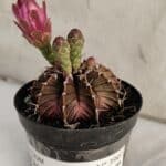 GYMNOCALYCIUM Friedrichii LB 2178 "Purple" - Nº 390 – vaso 09
