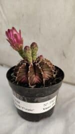 GYMNOCALYCIUM Friedrichii LB 2178 "Purple" - Nº 390 – vaso 09