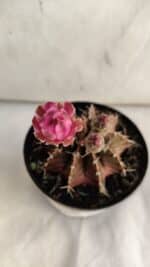 GYMNOCALYCIUM Friedrichii LB 2178 "Purple" - Nº 390 – vaso 09 - Imagem 3