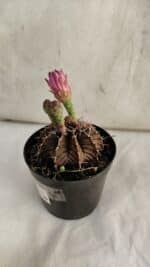 GYMNOCALYCIUM Friedrichii LB 2178 "Purple" - Nº 390 – vaso 09 - Imagem 5