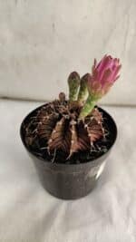 GYMNOCALYCIUM Friedrichii LB 2178 "Purple" - Nº 390 – vaso 09 - Imagem 4