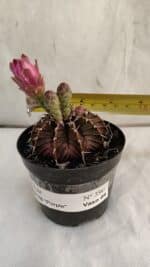 GYMNOCALYCIUM Friedrichii LB 2178 "Purple" - Nº 390 – vaso 09 - Imagem 7