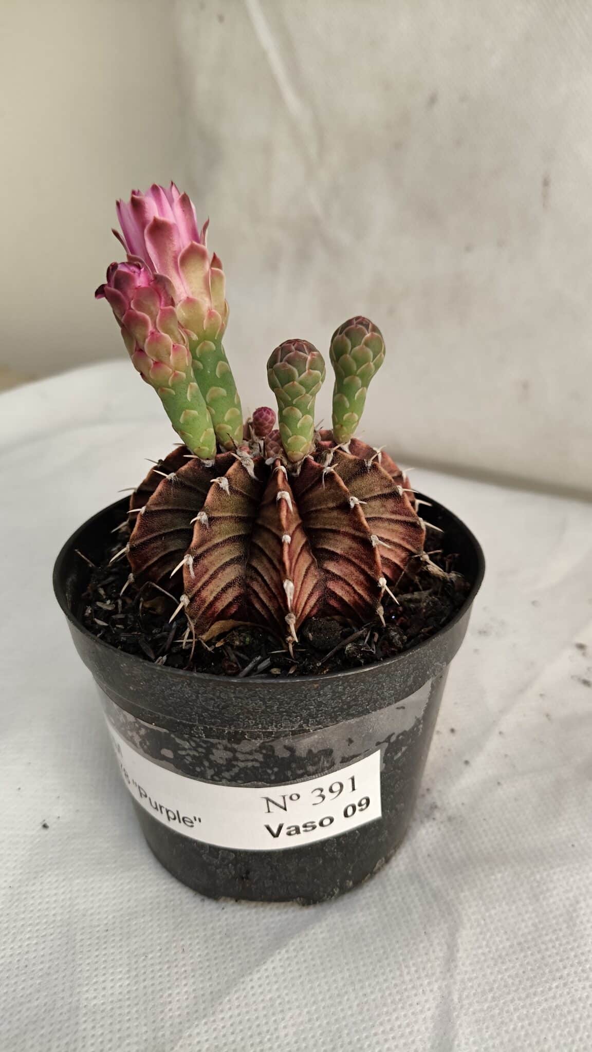 GYMNOCALYCIUM Friedrichii LB 2178 Purple 391 (2) GYMNOCALYCIUM Friedrichii LB 2178 "Purple" - Nº 391 – vaso 09 - Imagem 1