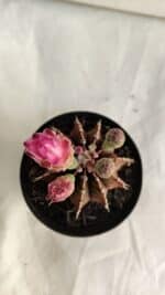 GYMNOCALYCIUM Friedrichii LB 2178 "Purple" - Nº 391 – vaso 09 - Imagem 3