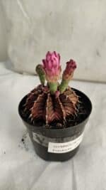 GYMNOCALYCIUM Friedrichii LB 2178 "Purple" - Nº 391 – vaso 09 - Imagem 5