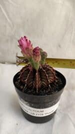 GYMNOCALYCIUM Friedrichii LB 2178 "Purple" - Nº 391 – vaso 09 - Imagem 4