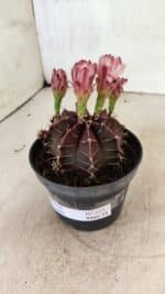 GYMNOCALYCIUM Mihanovichii Purple Nº 575 – vaso 11 - Imagem 5