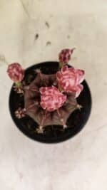 GYMNOCALYCIUM Mihanovichii Purple Nº 575 – vaso 11 - Imagem 3