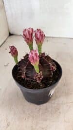 GYMNOCALYCIUM Mihanovichii Purple Nº 575 – vaso 11 - Imagem 7