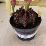 GYMNOCALYCIUM Mihanovichii Purple Nº 575 – vaso 11