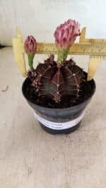 GYMNOCALYCIUM Mihanovichii Purple Nº 575 – vaso 11