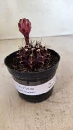 GYMNOCALYCIUM Mihanovichii Purple Nº 575 – vaso 09 - Imagem 2