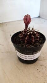GYMNOCALYCIUM Mihanovichii Purple Nº 575 – vaso 09 - Imagem 8