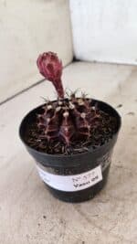 GYMNOCALYCIUM Mihanovichii Purple Nº 575 – vaso 09 - Imagem 7