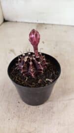 GYMNOCALYCIUM Mihanovichii Purple Nº 575 – vaso 09 - Imagem 6