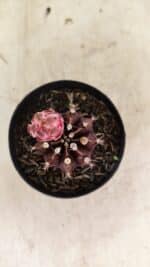 GYMNOCALYCIUM Mihanovichii Purple Nº 575 – vaso 09 - Imagem 3