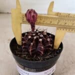 GYMNOCALYCIUM Mihanovichii Purple Nº 575 – vaso 09