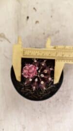 GYMNOCALYCIUM Mihanovichii Purple Nº 575 – vaso 09 - Imagem 5