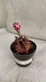 GYMNOCALYCIUM Mihanovichii Purple Nº 580 – vaso 09 - Imagem 7