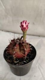 GYMNOCALYCIUM Mihanovichii Purple Nº 580 – vaso 09 - Imagem 6